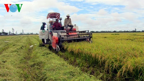 Vietnam’s long-term strategy for rice production for export - ảnh 1
